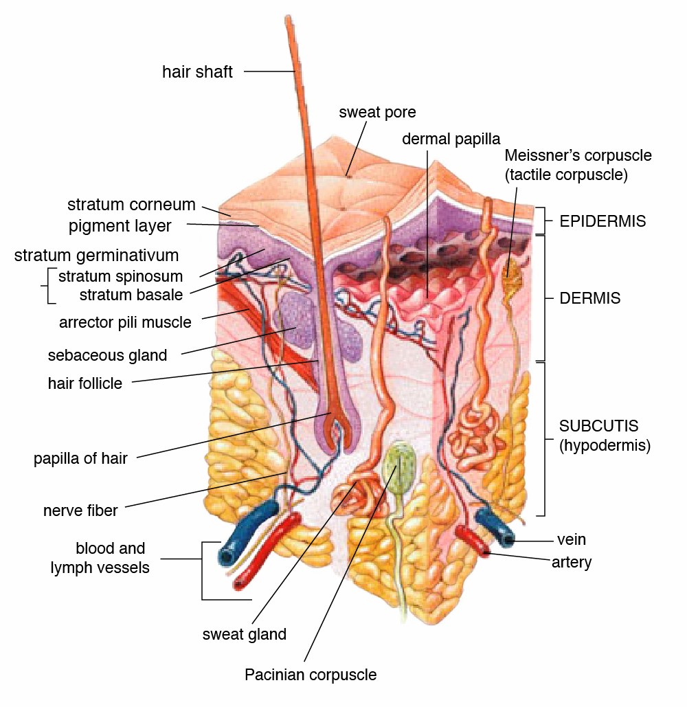 hormonelle Akne, Testosteron und Akne, Östrogen und Akne, Schilddrüse und Akne
